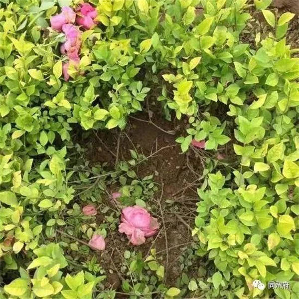 韩城市拿不出一分钱,韩(城)黄(龙)高速无奈停工_建设_月季_韩黄