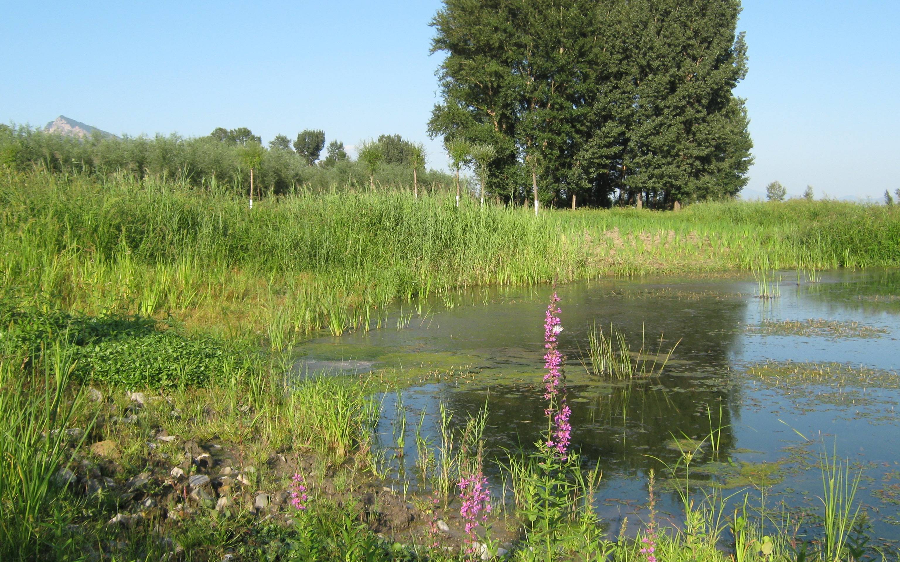 21万公顷,湿地保护体系基本形成_鸟类栖息地_生态_公园