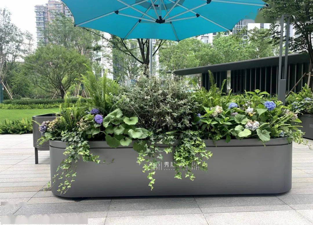 干货丨花箱种植分享_植物_应用_灌木