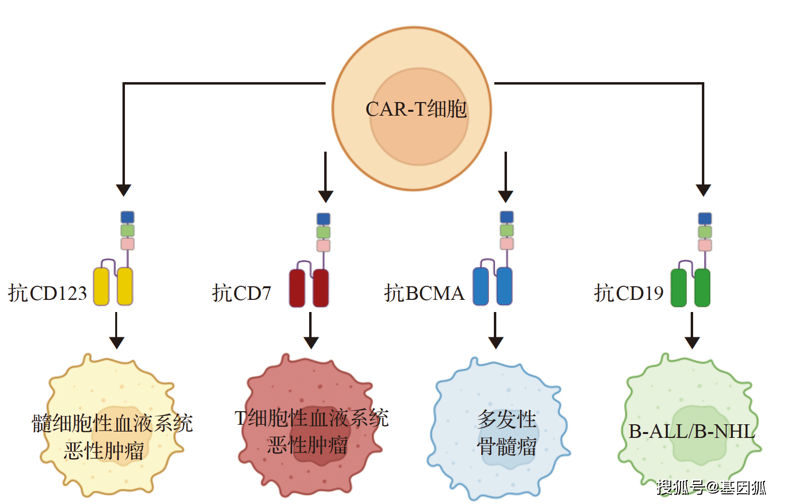 經驗分享:car-t細胞治療血液系統惡性腫瘤研究進展(20