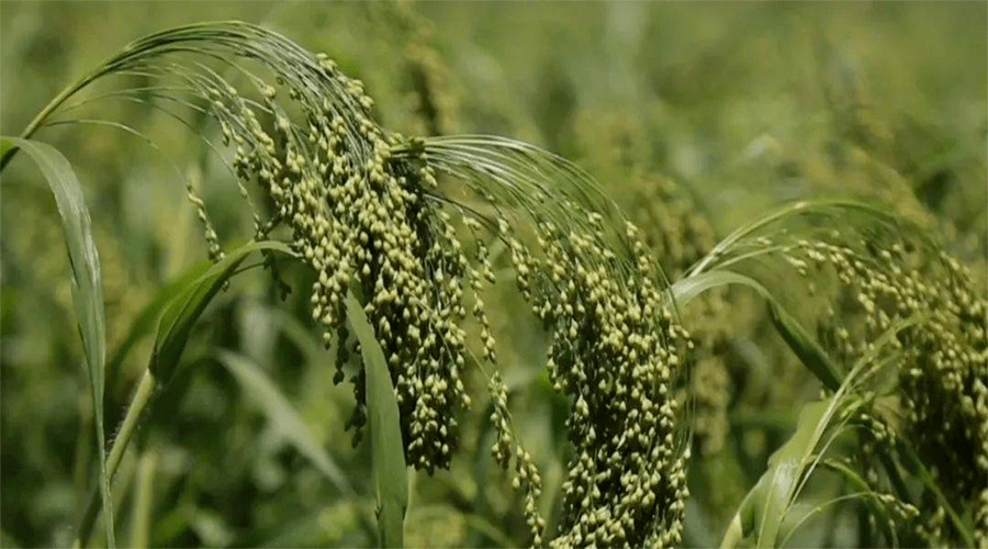 "炸糕"和"炒米"原来是一个属,来了解糜子的保健应用_含量_mg_食疗