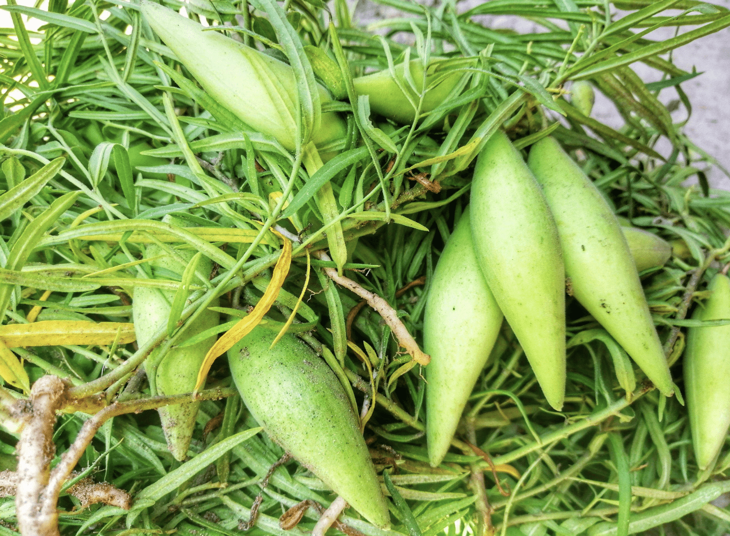 1种"羊奶瓜"稀少,摘下来会有白色汁液,如今几乎绝迹,也珍贵_种植_叶片