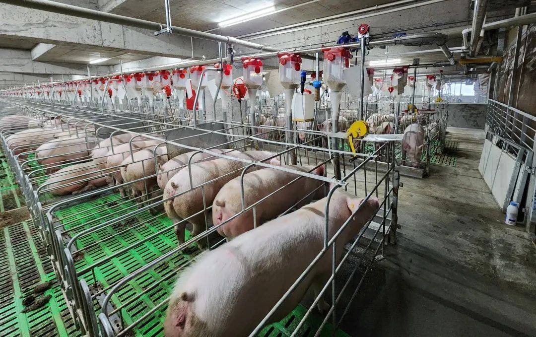 决战四季度 大干一百天 | 科技赋能！峨边“楼房式”养猪场预计年产优质仔猪8万头_大堡镇_养殖_石伟
