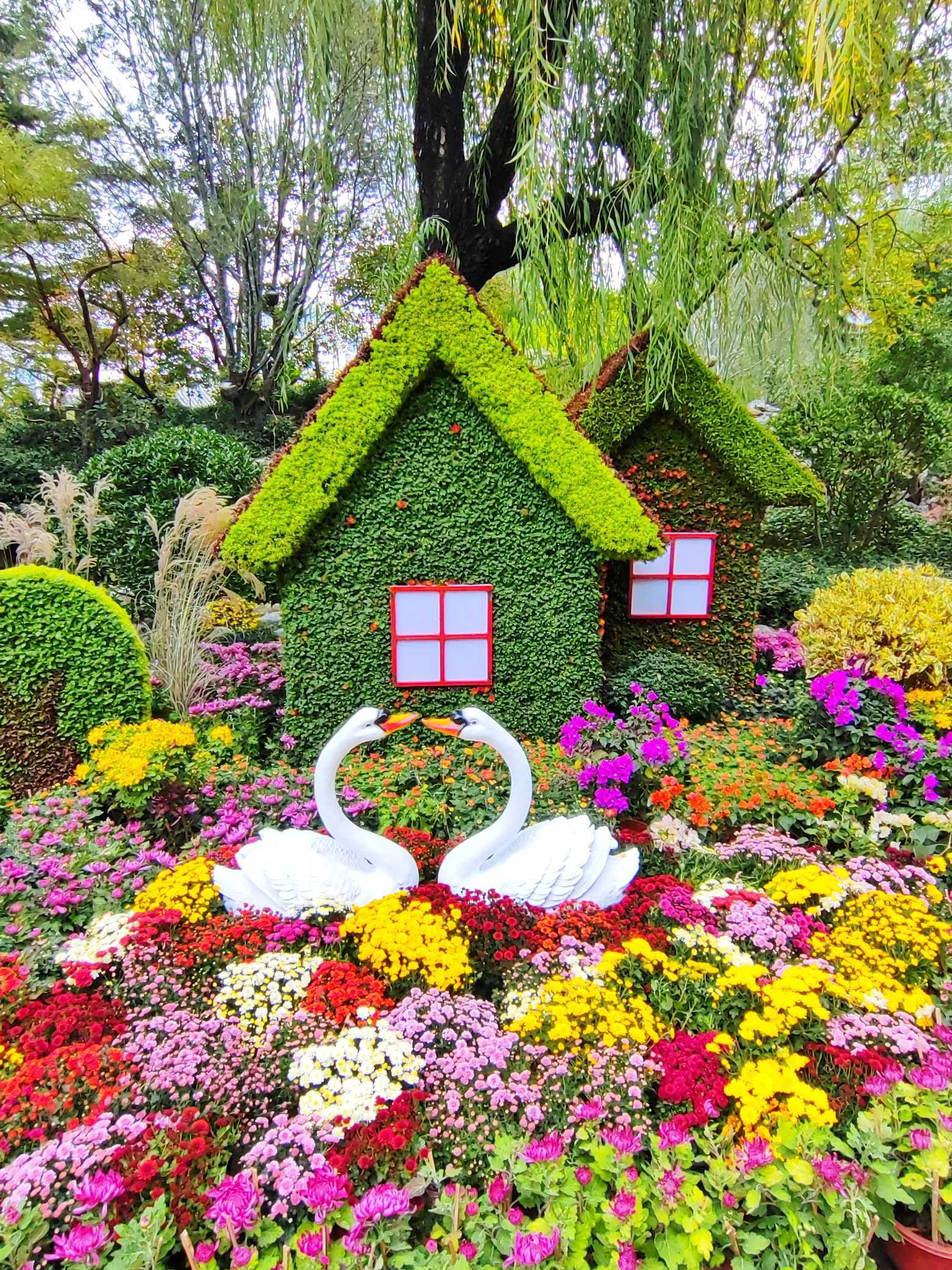 济南趵突泉菊展造型各异,花姿绰约醉游人_情报员_菊花_齐鲁