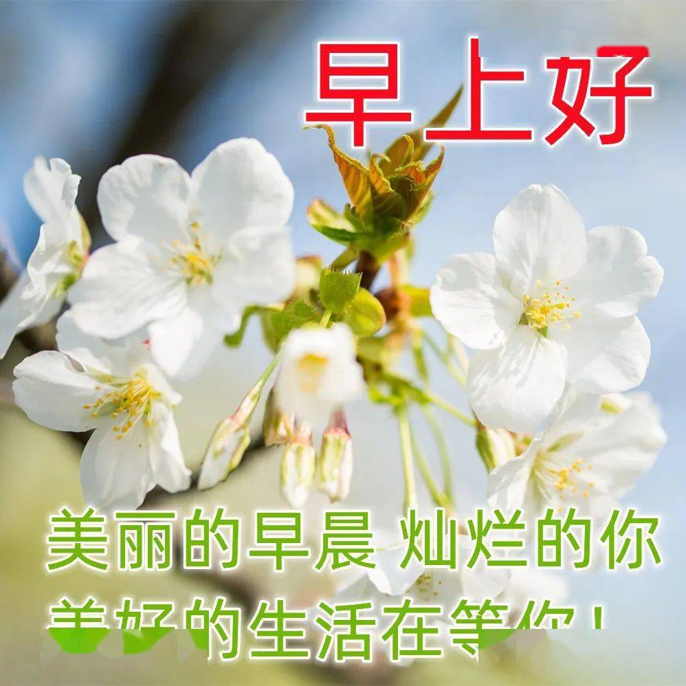 11月7日最新早上好动态表情图片,早晨好动图美图大全!