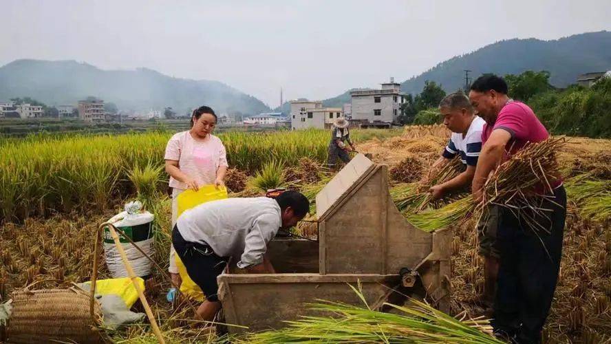 【宝庆风情】小沙江记忆：打禾啦