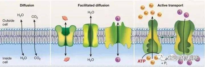 生物學老師告訴你:轉運蛋白,載體蛋白,通道蛋白怎麼區分?