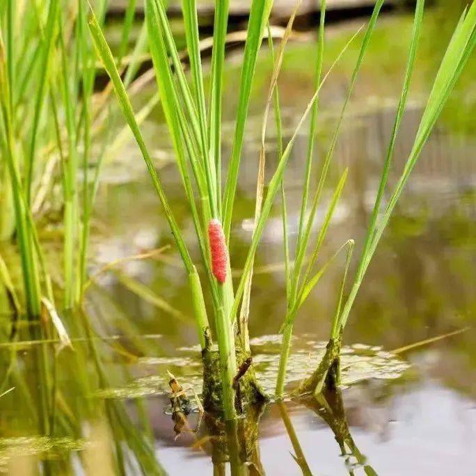 国门生物安全 | 带你了解水稻"杀手"福寿螺