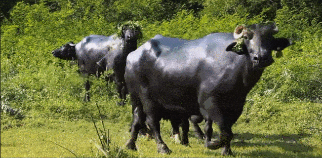 我们平常喝的牛奶多是普通的黑白花奶牛产的奶而水牛奶是"奶水牛"产的