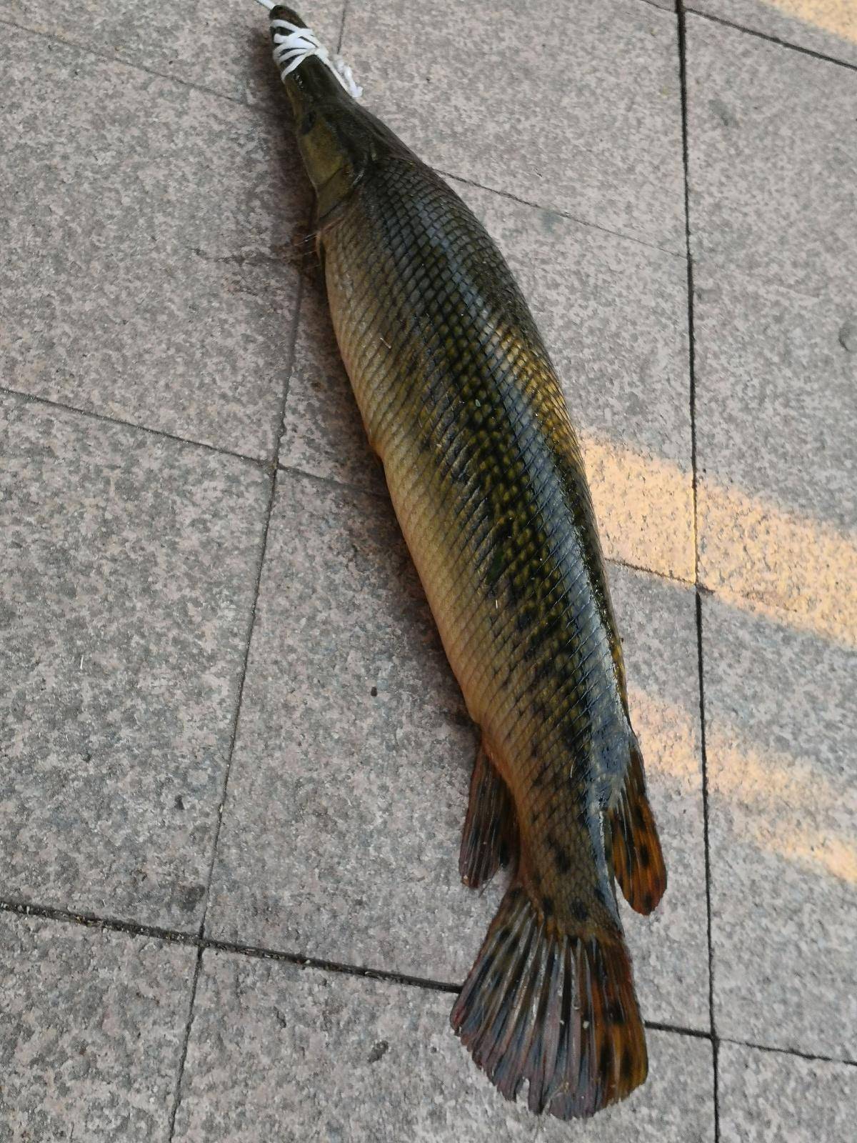 武汉人工湖钓出鳄雀鳝引热议专家提醒这种行为违法甚至犯罪