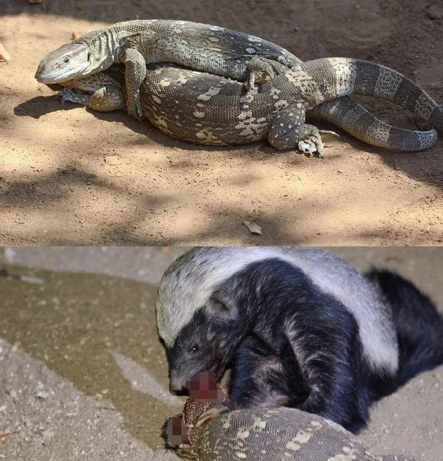 罕见的36张照片,花豹绞杀鬣狗,蜜獾吃蜥蜴,金雕捕狐狸,大鳄鱼_猎豹