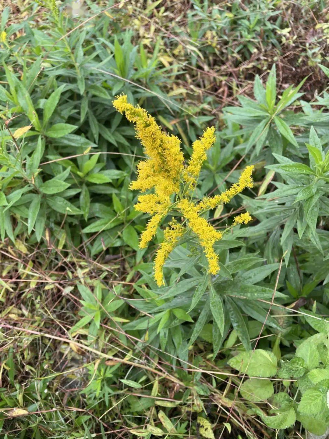 請警惕這種生態殺手_植物_進行_市民