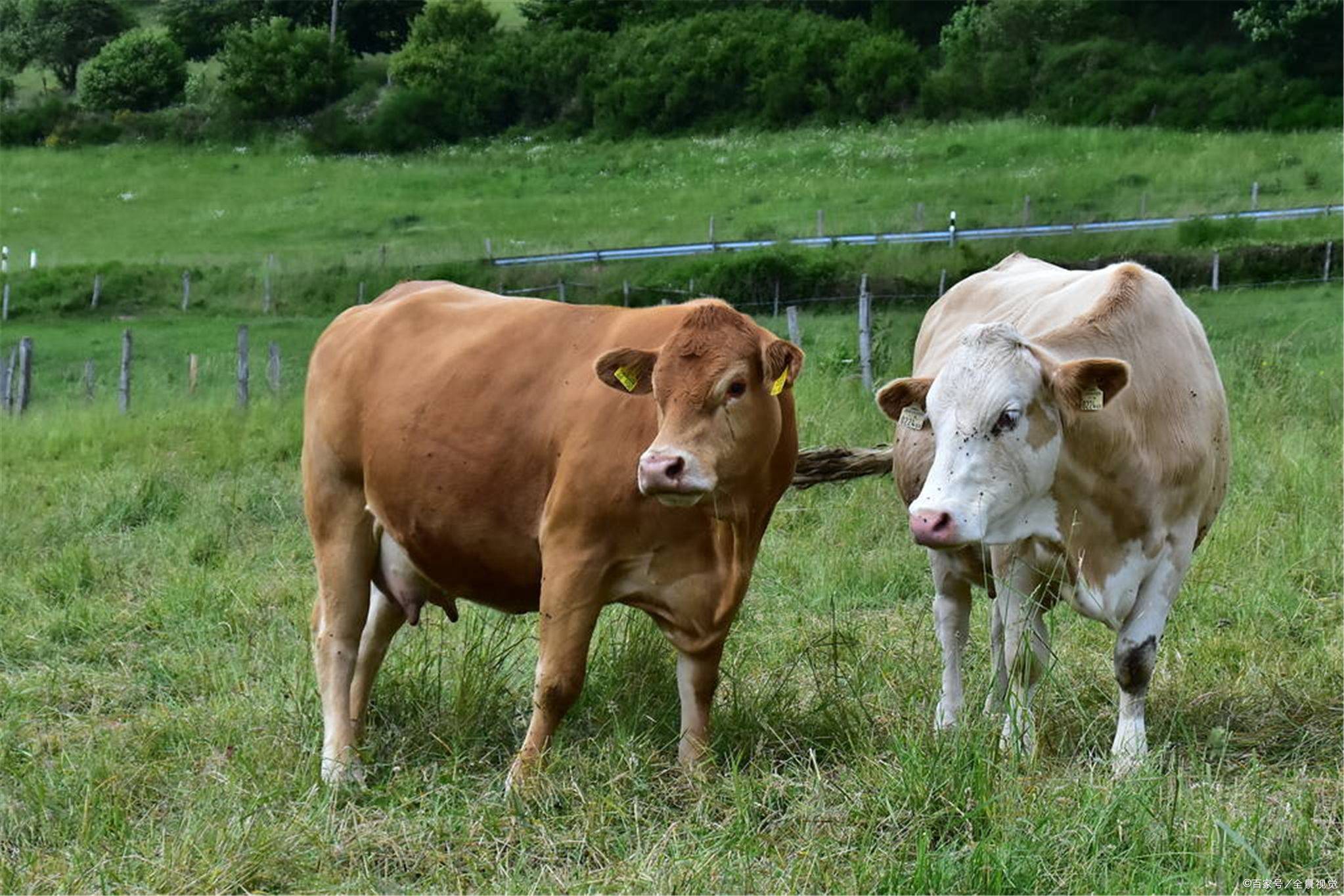 小牛喂什么饲料长得快些?养牛的饲料的配比方法,值得收藏学习!