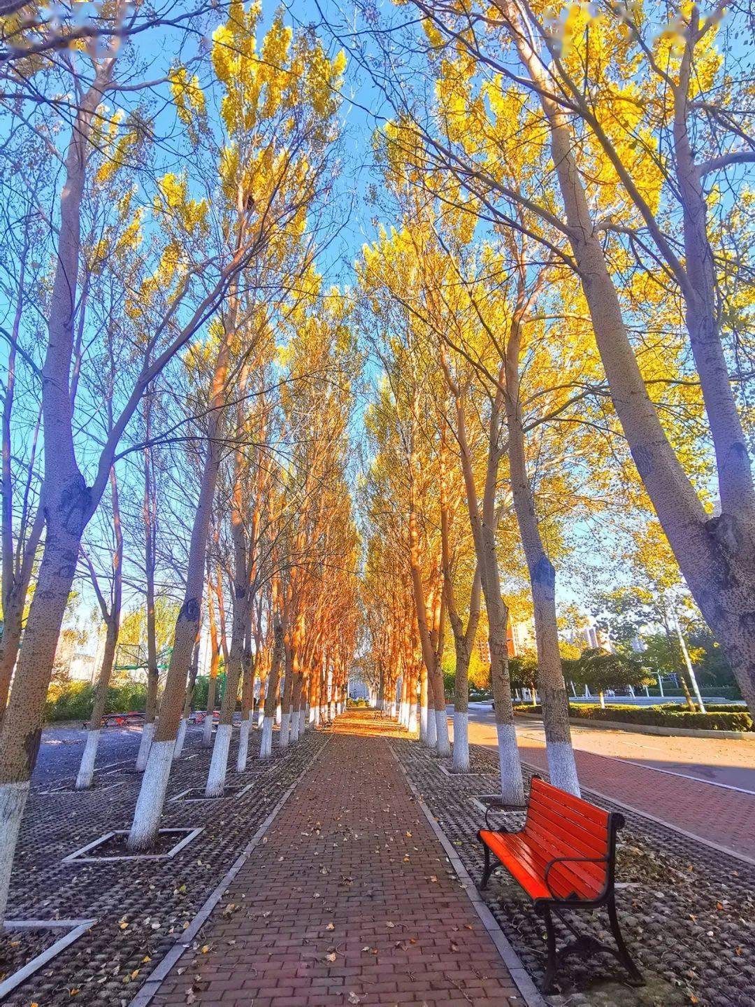 秋光泼眼 美不堪收 | 一路“云”赏辽宁校园秋景③