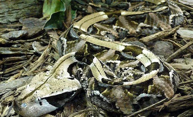 毒蛇种类中的肥宅加蓬咝蝰,它到底有何特别?