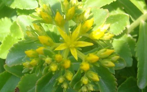 农村野菜"养心草",能养心平肝,预防心脏病,家中盆栽用处多_费菜_野草