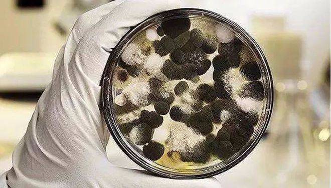 2.霉菌载玻片湿室培养.1.根霉假根的观察.实验内容