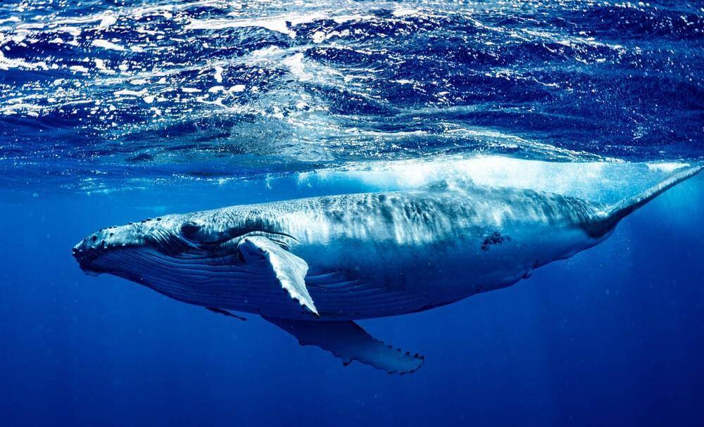 鲸鱼_大象_尸体