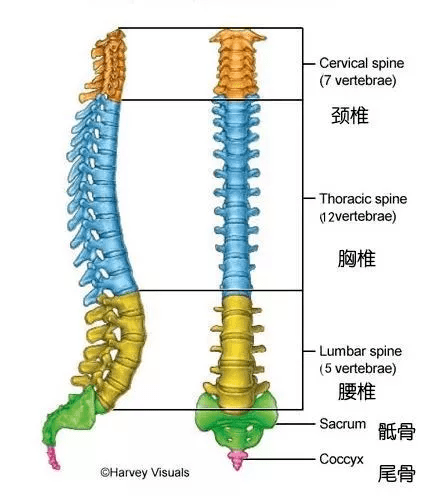 瑜伽前屈时，后背到底应该是平的还是拱的？_背部_脊柱_肌肉