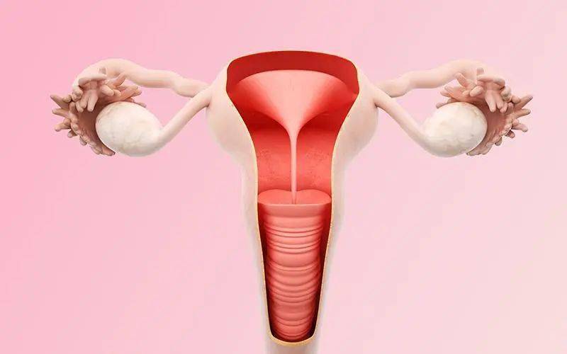 长期备孕无果……检查发现一个扎心的"两居室"_子宫_小丽_纵隔