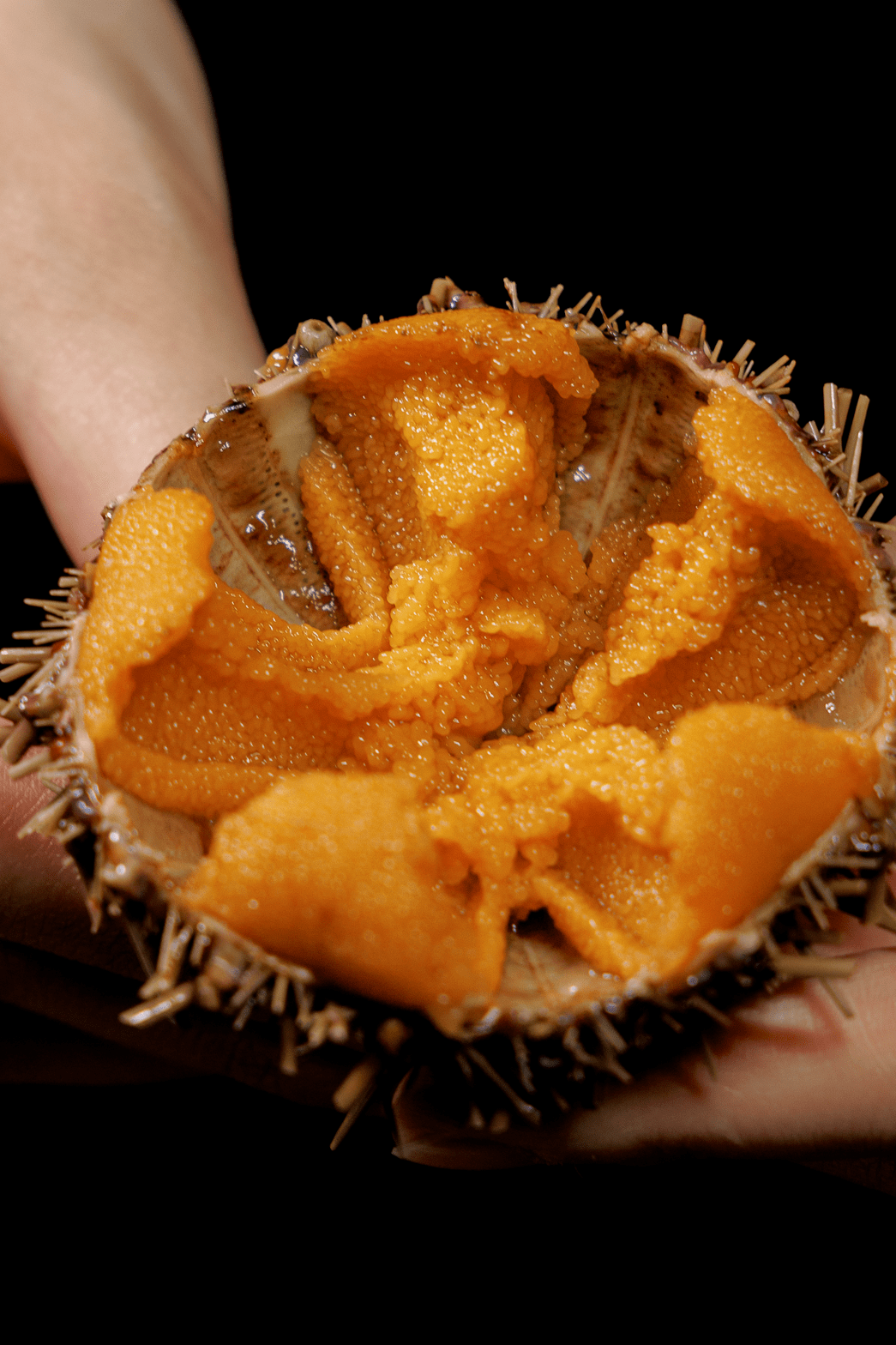 北纬3902的「黄金海胆」,藏在万象食家!_混合_口感_海域