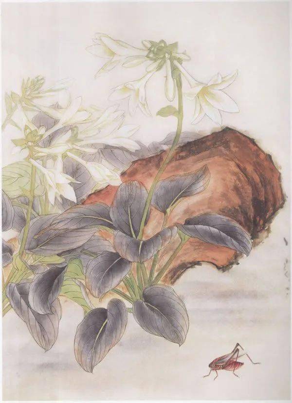 【国画教程】玉簪花的工笔画法步骤示范