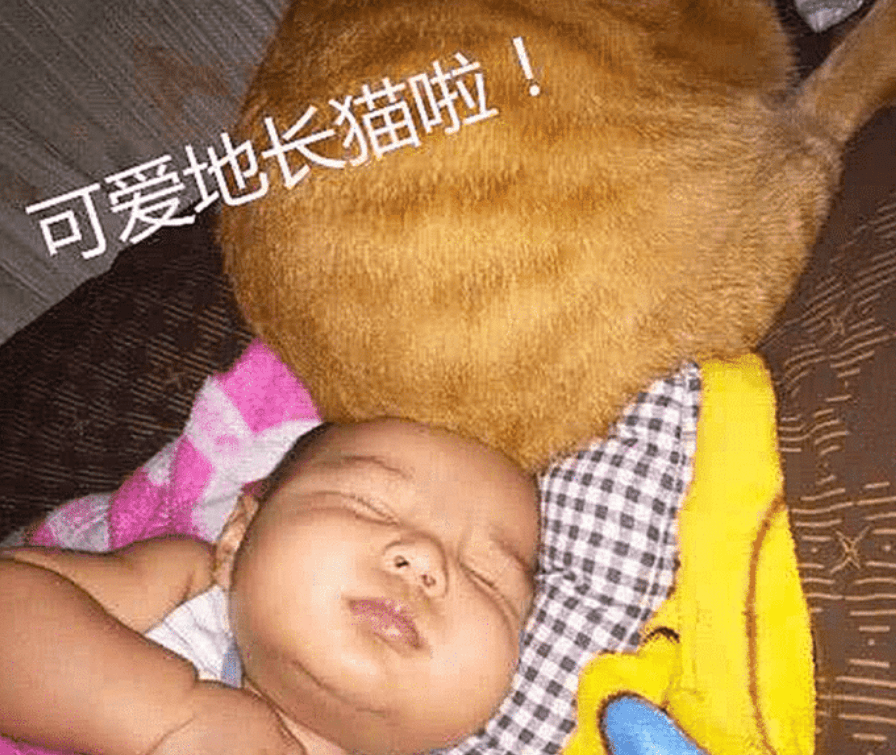 宝妈带橘猫绝育了,半夜却发现它有点不对劲,开灯一看无法淡定了 宝妈带橘猫绝育了,半夜却发现它有点不对劲,开灯一看无法淡定了