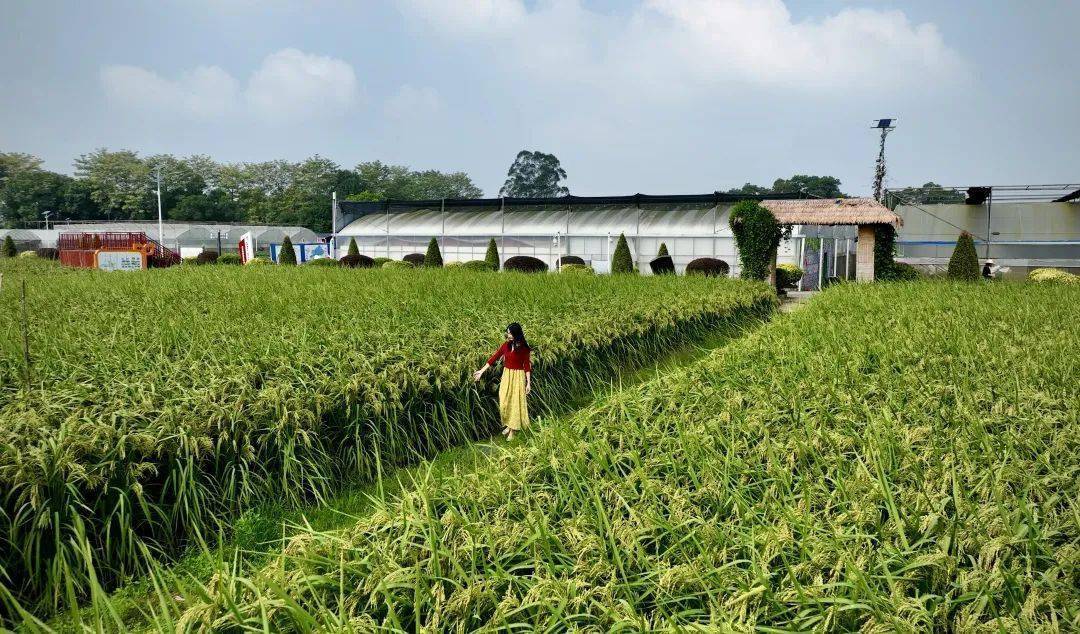 科技示范场,一片植株约2米高的"巨型稻"映入眼帘,稻穗粒粒紧密饱满