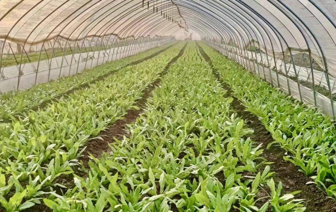 大青菜,小青菜,包菜,圆萝卜,油麦菜6868日前,大江资讯记者在弋江