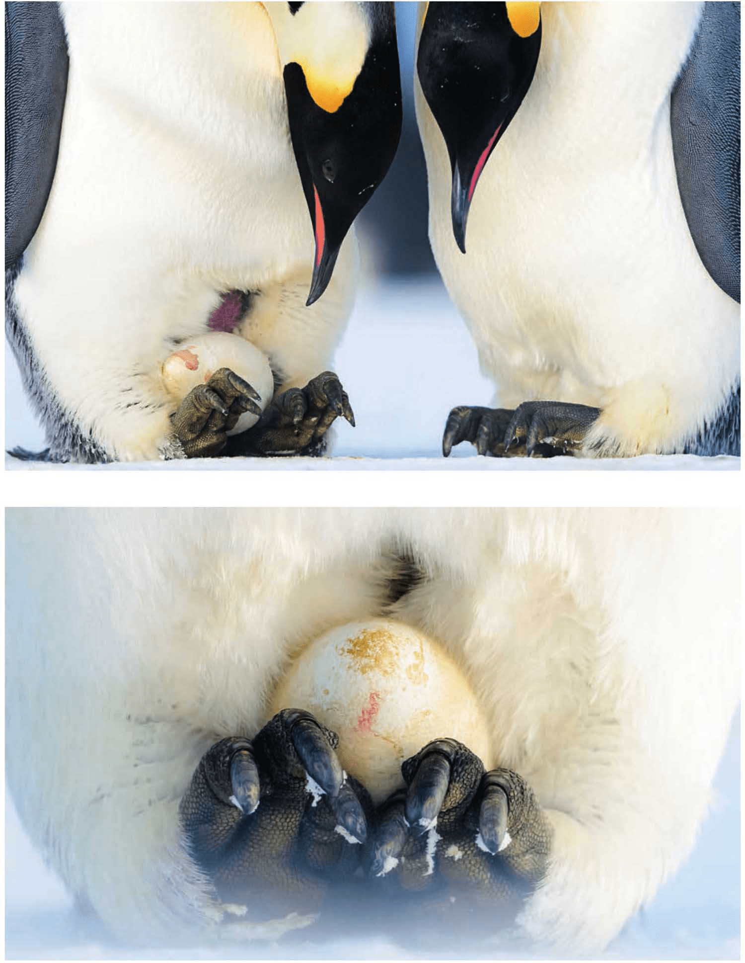蛋不会冻坏吗?为什么帝企鹅要在寒冷的冬季繁殖?它们如何御寒?