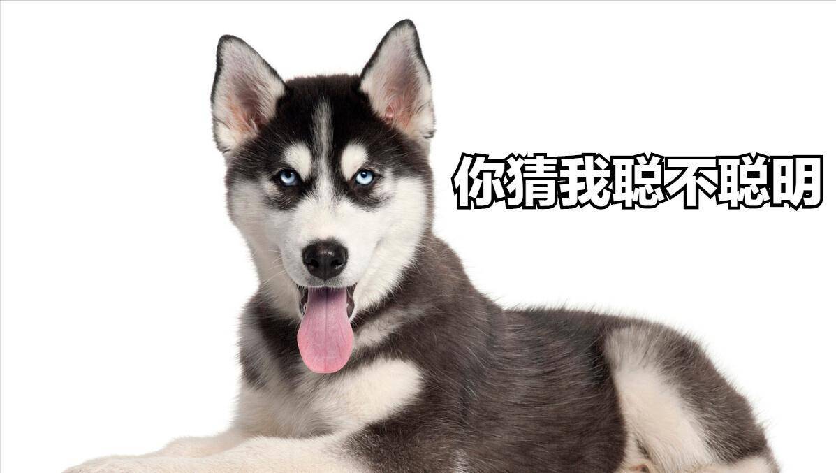 买一只哈士奇要多少钱？看完我的话才不会被宰！-搜狐, image size:1197x677