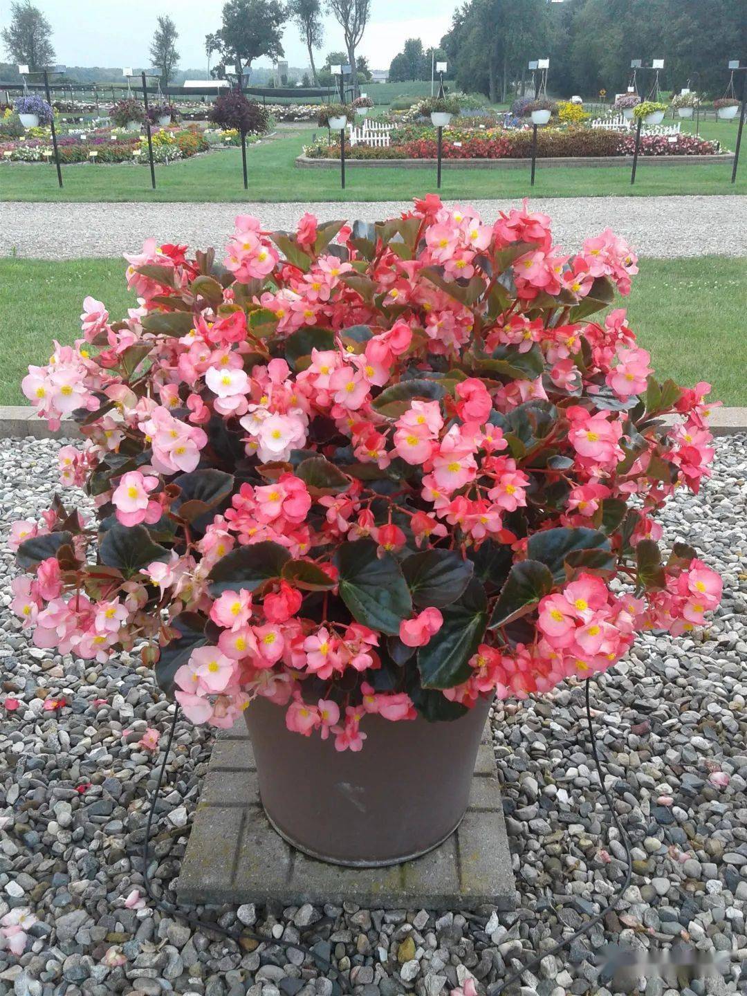 【精选耐热型品种】杂交秋海棠 超大花朵 超饱和花色=超级销量_超级