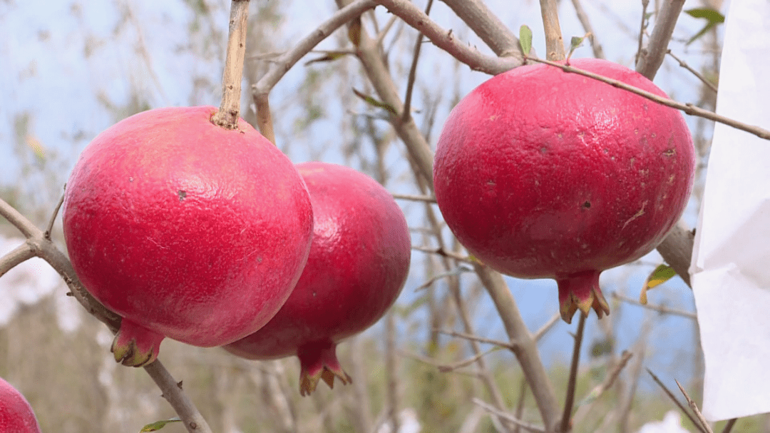 "黑玛瑙"成熟上市 单果售价120元_石榴_石屏县_纸袋