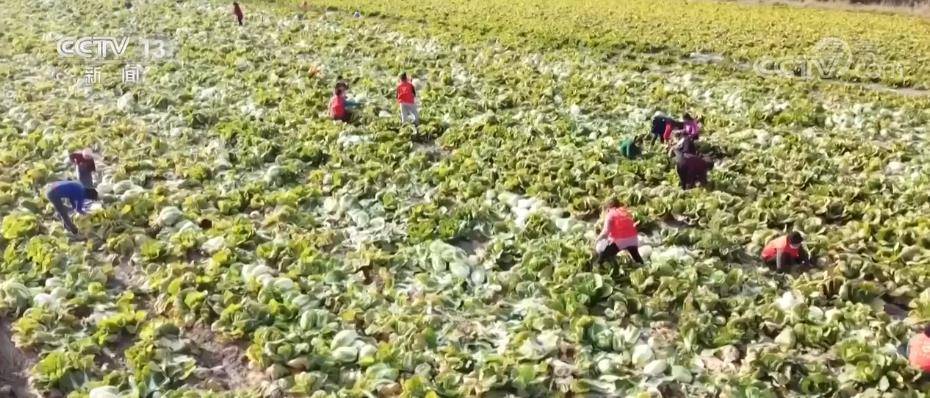 新疆打造“菜篮子”基地和全季蔬菜供应保障基地