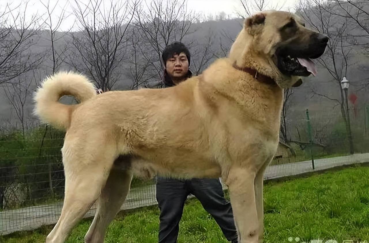 土耳其的国宝级猛犬,土耳其坎高犬,被誉为国家的外交英雄?