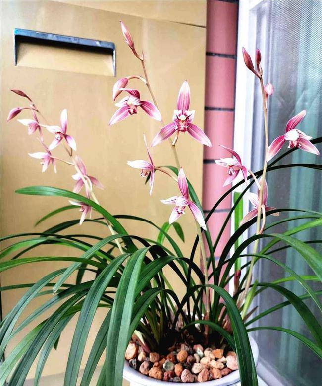 首选"市长红",花色鲜艳,香味浓郁,勤花勤草好品种_兰花_开花_建兰