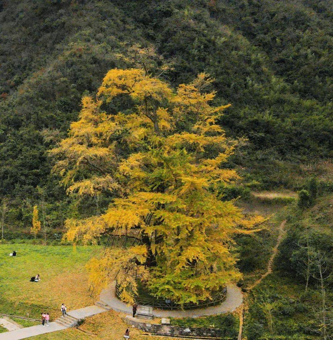 08新目标山坳里屹立着一株6000年的银杏树,是现有文字记载的古银杏