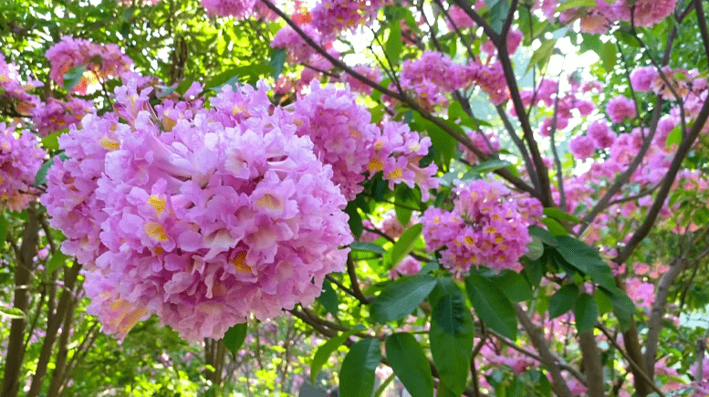 紫色风铃木花图片