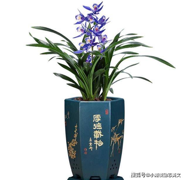 兰花"蓝宝石",花色妖艳,香味不输香水,养护简单,上盆效果棒_开花_建兰
