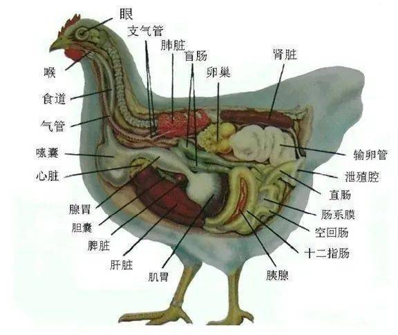 简析鸡呼吸道病发病原因及危害_疾病_因素_舍内