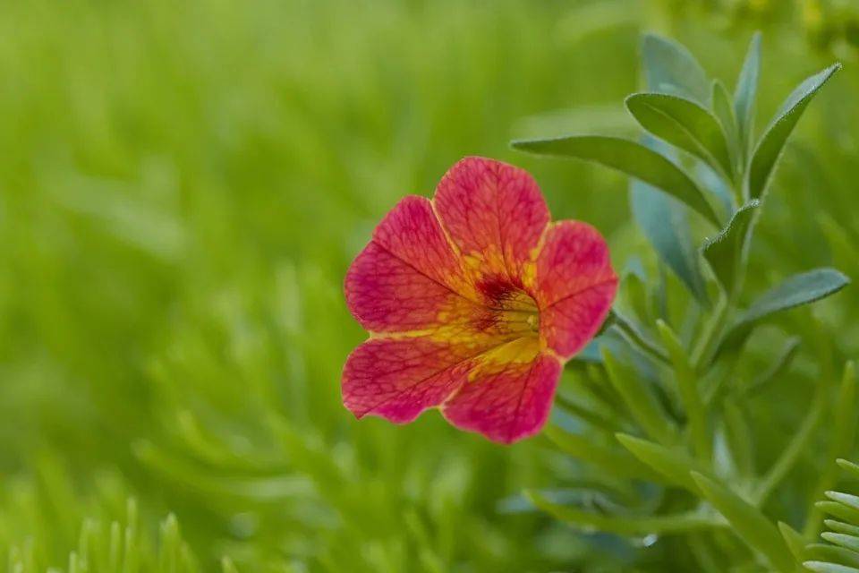 王海打假疯狂小杨哥，剑指金正破壁机等产品功率虚标-家电圈官网