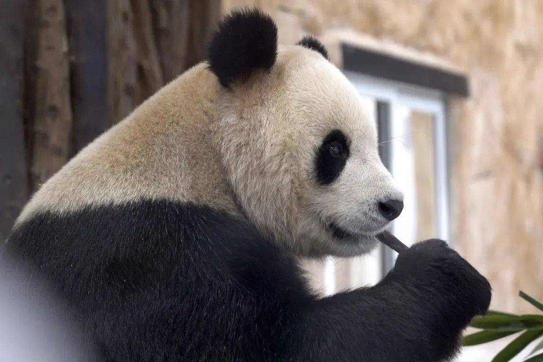 卡塔尔熊猫馆正式对公众开放_豪尔_京京_四海
