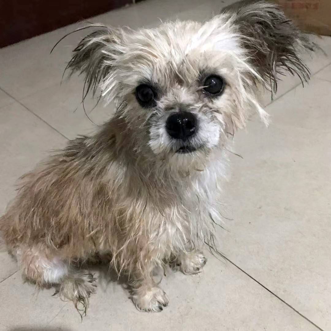 脏乱不堪的流浪狗为求收留追人4公里带回家后颜值逆袭