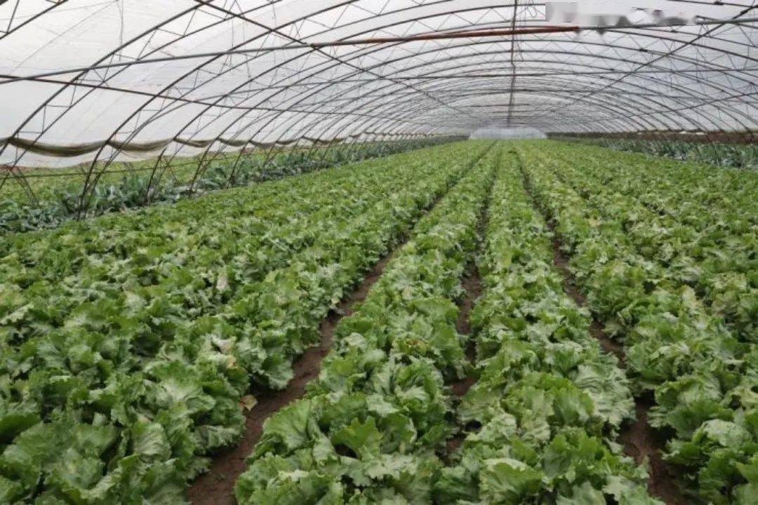 【新闻播报】球生菜平均亩产3000公斤 顺义秋茬生菜采收进入尾声_种植