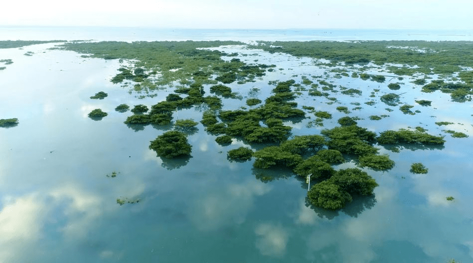 "海岸卫士""海洋绿肺"--红树林_吴志鹤_生物_自然保护区