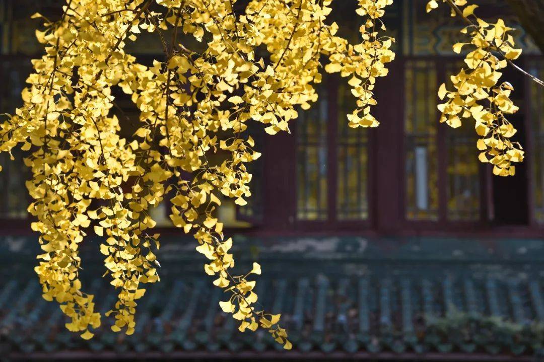 与家人在同一个屋檐下诗人自己也不例外这是老年人的普遍心愿儿孙绕膝