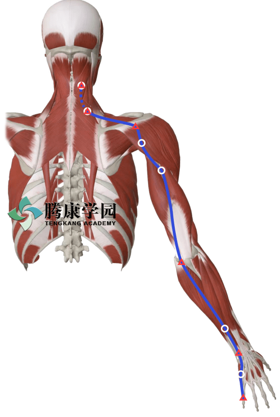 寻筋探穴 上肢后向筋膜线和手太阳小肠经的碰撞