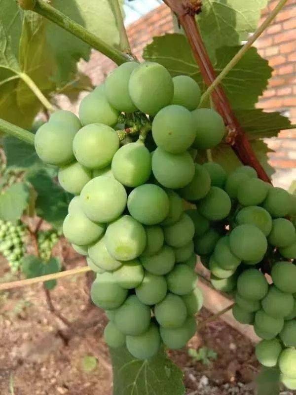 挂果时间较长(果实成熟后挂树上45天不落果),葡萄藤蔓不埋露地越冬,能