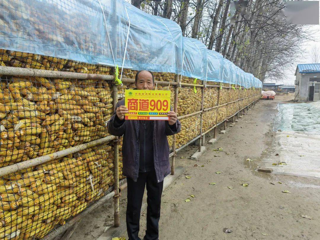 邵老板的玉米受灾严重,发现种植的20亩商道909到收获时仍青枝绿叶,穗