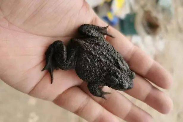 山东蛤蟆志_蟾蜍_中华_皮肤